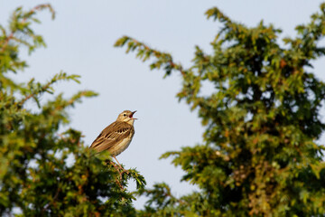 Meadow pipit sings its highest song on a sunny morning