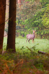 Pregnant roe goat on a lawn in the woods