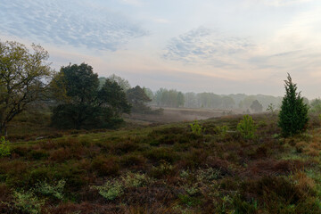 Fototapeta na wymiar Heather landscape on a foggy morning