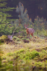 Young roebuck standing in an open part of the forest