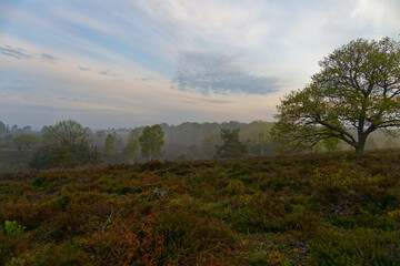 Foggy moorland landscape on an early morning