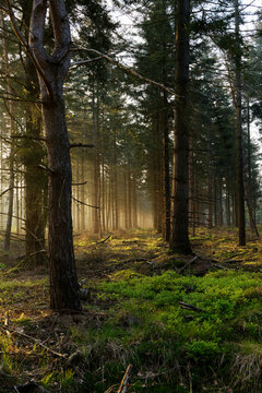Morning sunbeams through the trees in the forest © Cor