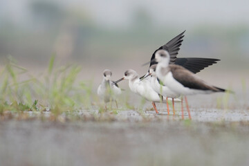 Flocks of Black winged stilt bird, birds of bangladesh migratory birds from baikka beel, Moulvibazar, Bangladesh

