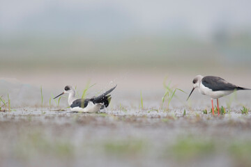 Flocks of Black winged stilt bird, birds of bangladesh migratory birds from baikka beel, Moulvibazar, Bangladesh
