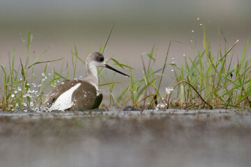 Flocks of Black winged stilt bird, birds of bangladesh migratory birds from baikka beel, Moulvibazar, Bangladesh
