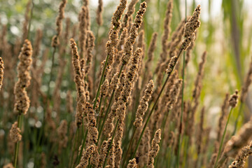 Fototapeta premium View of a South African Chondropetalum tectorum, also known as Bamboo Rush, yellow flowers blooming in the garden.
