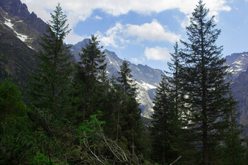 Enchanting forest undergrowth amidst majestic mountains