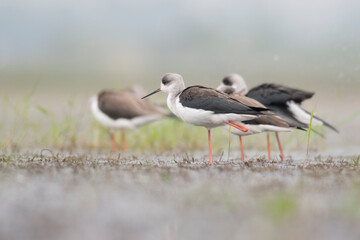 Flocks of Black winged stilt bird, birds of bangladesh migratory birds from baikka beel, Moulvibazar, Bangladesh
