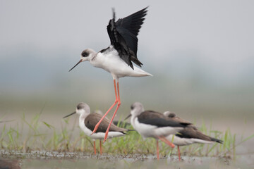 Bathing of Black winged stilt bird, birds of bangladesh migratory birds from baikka beel, Moulvibazar, Bangladesh
