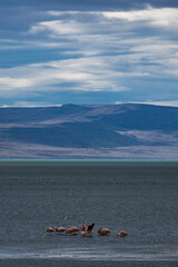 Flamingos on the lake with the mountains