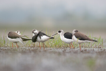 Flocks of Black winged stilt bird, birds of bangladesh migratory birds from baikka beel, Moulvibazar, Bangladesh
