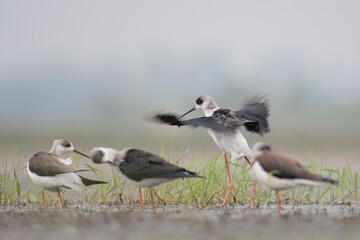 Flocks of Black winged stilt bird, birds of bangladesh migratory birds from baikka beel, Moulvibazar, Bangladesh
