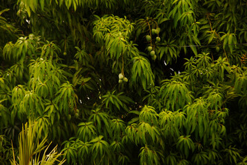 Árbol de mango