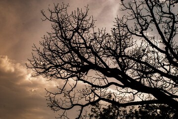 silhouette of a tree in the sunset