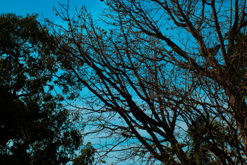 trees and sky