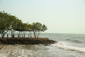 tree on the beach
