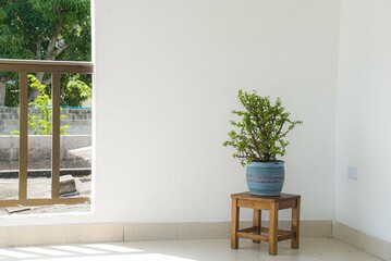 Planta en una meceta de color azul encima de una silla