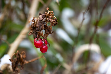 Bittersweet berries on dried out leaves