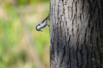 White-breasted nuthatch making it way down the side of a tree trunk