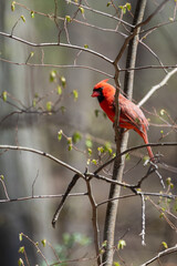 Male northern cardinal perched on  the branch of small tree with neew leaf buds