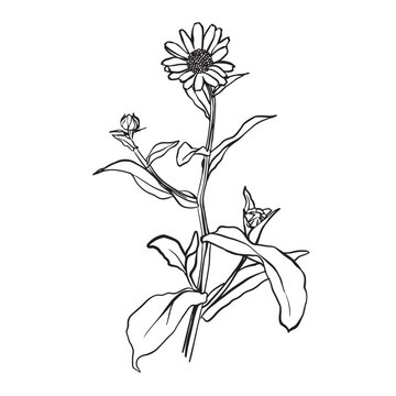 Calendula flowers, line art drawing. Marigold flowers, outline floral design elements isolated on white background, vector illustration. Hand drawn contour herbs