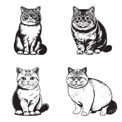 British Shorthair cat vector design isolated on white background