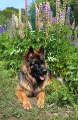German shepherd dog lies in the green grass in nature.