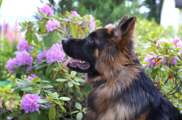 Profile of a German Shepherd dog on a background of purple flowers.