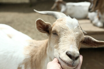 Obraz premium red goat closeup portrait on summer farm background