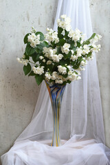 A bouquet of snow-white jasmine in a tall elegant vase against a white transparent drapery. Beauty!