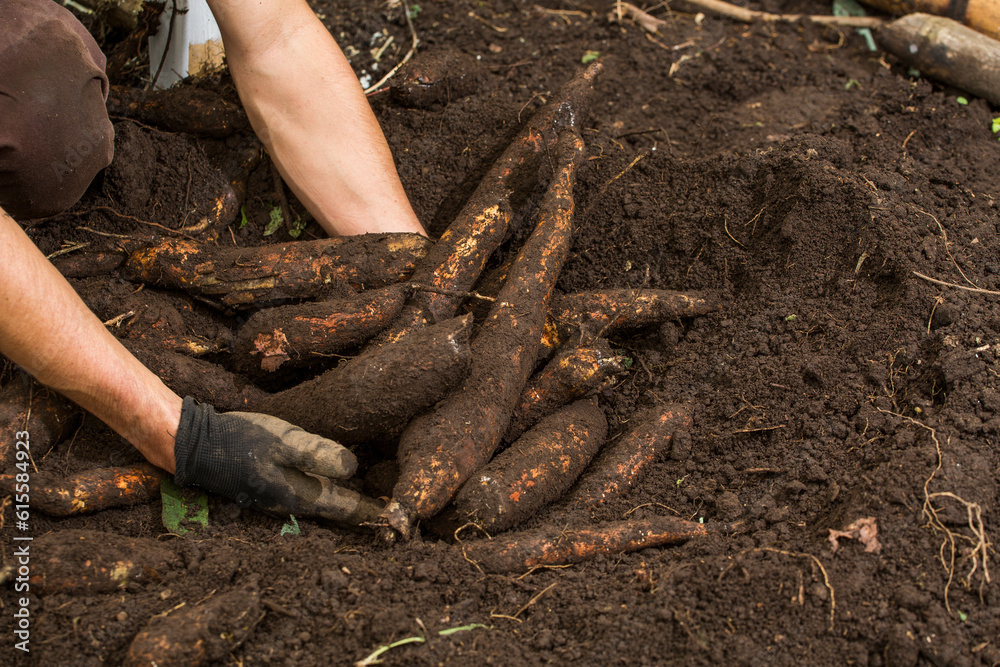 Poster Manihot esculenta - Farmer hands harvesting cassava on the ground