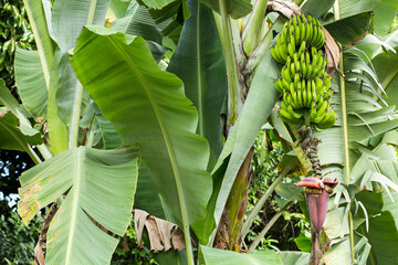 Musa x paradisiaca - Bunch of green and unripe bananas in agricultural plantation