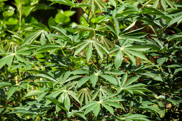 Cassava plantation, tapioca cultivation in the field - Manihot esculenta