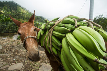 Bunches of green bananas on the back of a mule - Colombian agricultural plantation - Musa x paradisiaca © Luis Echeverri Urrea