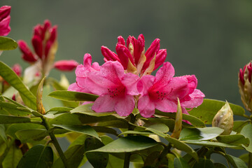 Beautiful isolated closeup of Indian Azalea bloom and 
 water drops on the leaves