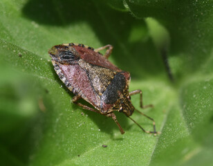 Brown Marmorated Stink Bug on leaf in Michigan garden