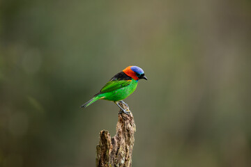 Colorful bird on blurred background. Red-necked tanager (Tangara cyanocephala) 