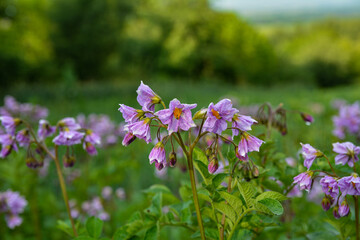 potato plants bloom in the garden.