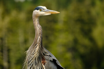 Closeup of Great Blue Heron from neck up