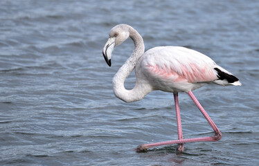 Fototapeta na wymiar Flamingo water bird, Phoenicopterus roseus in the pond