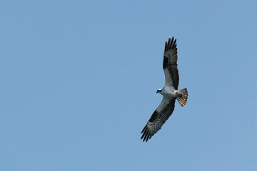 Obraz premium Osprey with wings extended floating across the sky looking for prey