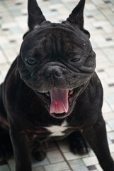 french bulldog portrait