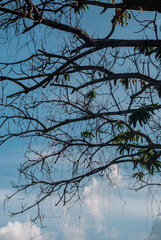 branches against sky