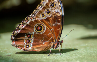 Butterfly on a Leaf