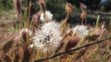 A dandelion flower in Sedona Arizona