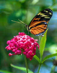 Monarch Butterfly on a flower