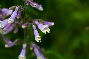 Hairy beard tongue, Penstemon hirsutus