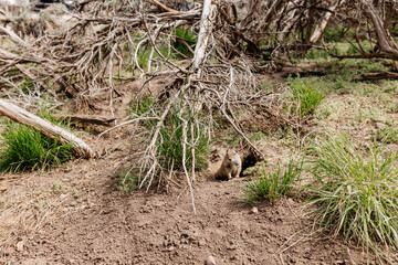 Gopher sits and looks out of his hole among the green grass. Wild animal in wildlife close-up. Baby gopher eats grass