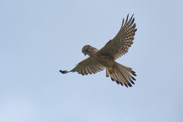 the kestrel hovering over its prey