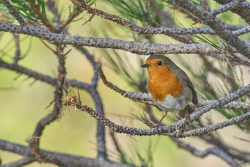 the european robin posing on his branch